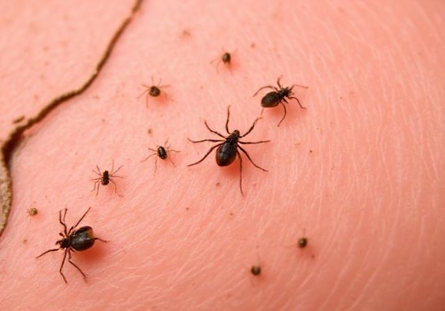 Lyme Disease Prevention